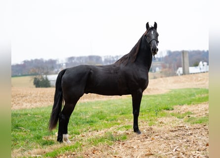 Other Breeds, Gelding, 4 years, 15,2 hh, Black