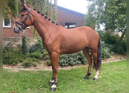 Other Breeds, Gelding, 4 years, 15,2 hh, Brown