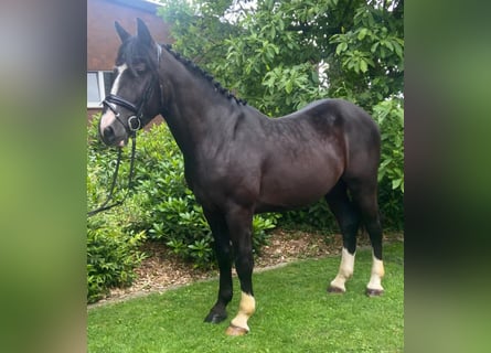 Other Breeds, Gelding, 4 years, 16 hh, Black