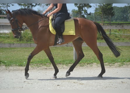 Other Breeds, Gelding, 4 years, 16 hh, Brown