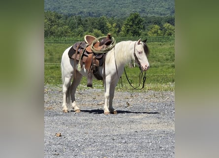 Other Breeds, Gelding, 5 years, 10 hh, Pinto