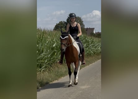 Other Breeds, Gelding, 5 years, 14.2 hh, Pinto