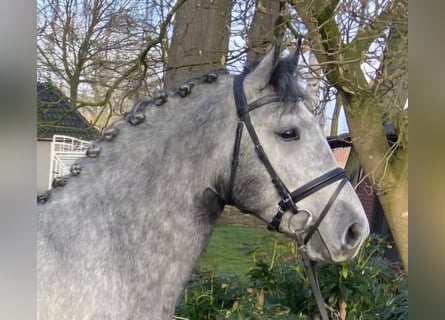 Other Breeds, Gelding, 5 years, 14,3 hh, Gray