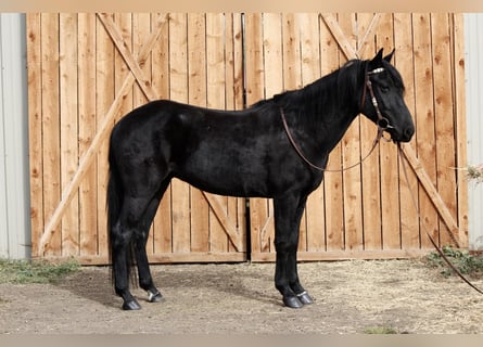 Other Breeds, Gelding, 5 years, 14 hh, Black