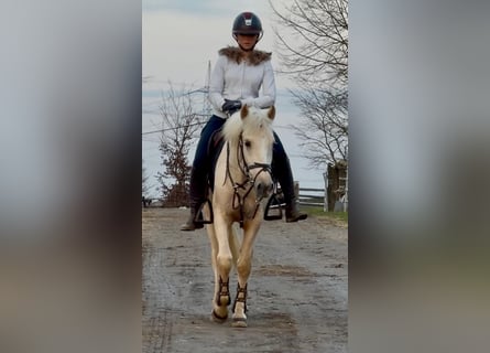 Other Breeds, Gelding, 5 years, 14,1 hh, Cremello