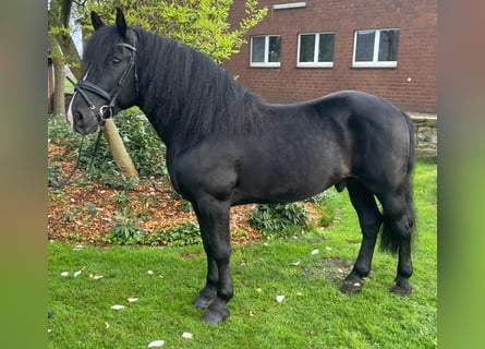 Other Breeds, Gelding, 5 years, 15.1 hh, Black