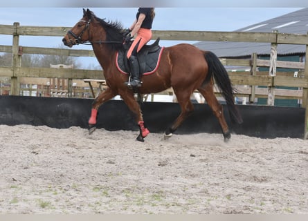 Other Breeds, Gelding, 5 years, 15.1 hh, Brown