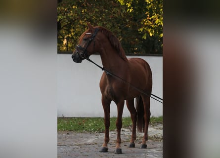 Other Breeds, Gelding, 5 years, 15,1 hh, Chestnut-Red