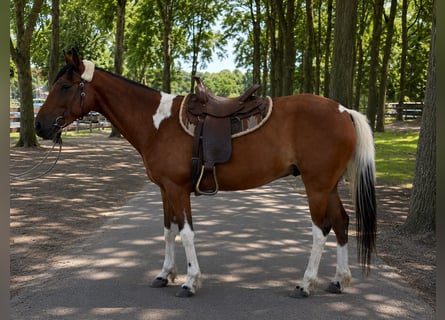 Other Breeds, Gelding, 5 years, 15.1 hh, Pinto