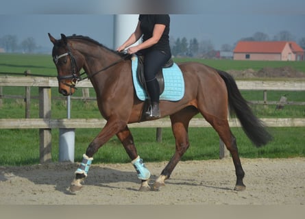 Other Breeds, Gelding, 5 years, 15.2 hh, Brown