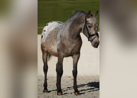 Sonstige Rassen, Wallach, 5 Jahre, 15,2 hh, Tigerschecke