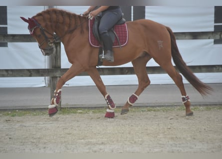 Other Breeds, Gelding, 5 years, 15,3 hh, Chestnut-Red