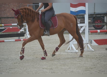 Sonstige Rassen, Wallach, 5 Jahre, 15,3 hh, Fuchs