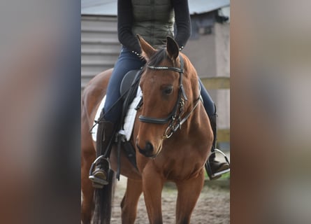 Other Breeds, Gelding, 5 years, 15,2 hh, Brown