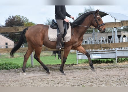 Other Breeds, Gelding, 5 years, 15,2 hh, Brown