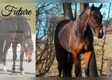 Other Breeds, Gelding, 5 years, 16 hh, Brown