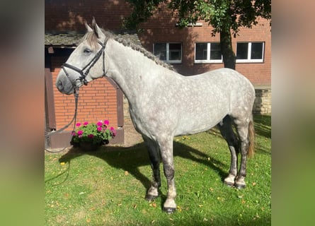 Other Breeds, Gelding, 5 years, 16 hh, Gray