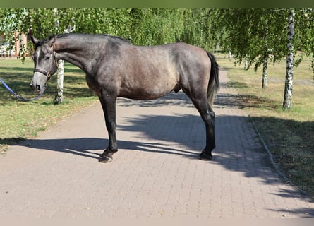 Other Breeds, Gelding, 5 years, 16 hh, Grey
