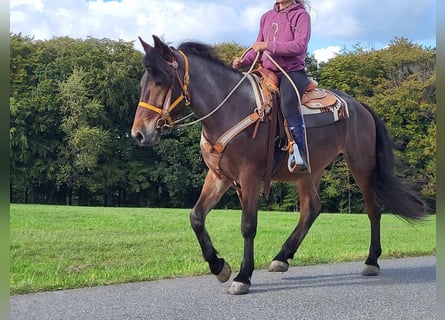 Other Breeds, Gelding, 5 years, 16 hh, Roan-Bay