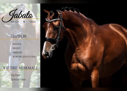 Other Breeds, Gelding, 5 years, 16,1 hh, Brown