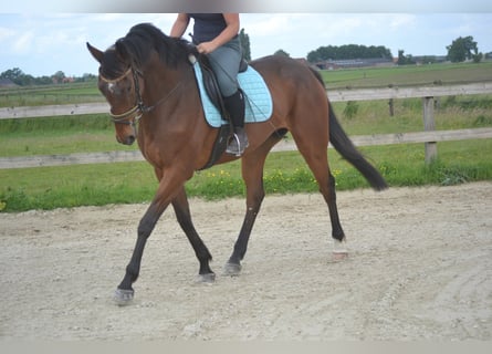 Other Breeds, Gelding, 5 years, 16,1 hh, Brown