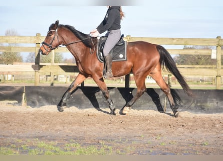 Other Breeds, Gelding, 5 years, 17 hh, Brown