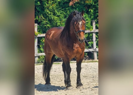 Other Breeds, Gelding, 6 years, 14,1 hh, Brown