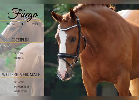 Other Breeds, Gelding, 6 years, 14,2 hh, Chestnut-Red