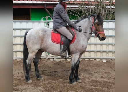 Other Breeds, Gelding, 6 years, 14,2 hh, Grey-Red-Tan
