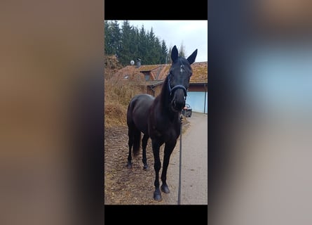 Other Breeds, Gelding, 6 years, 15,1 hh, Black