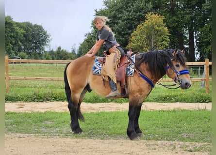 Other Breeds, Gelding, 6 years, 15.1 hh, Brown