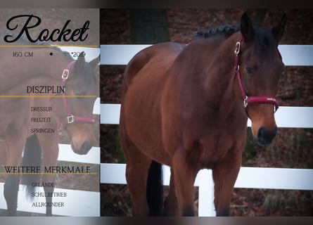 Other Breeds, Gelding, 6 years, 15.2 hh, Brown