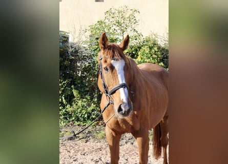 Other Breeds, Gelding, 6 years, 16,1 hh, Chestnut-Red