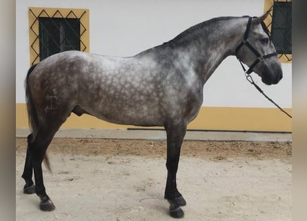 Other Breeds Mix, Gelding, 6 years, 16.1 hh, Gray