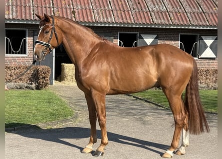 Other Breeds, Gelding, 6 years, 16.2 hh, Chestnut