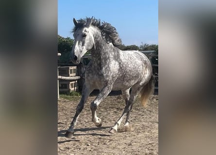 Other Breeds Mix, Gelding, 6 years, 16 hh, Gray