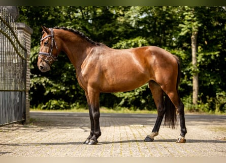 Other Breeds, Gelding, 6 years