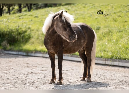 Other Breeds Mix, Gelding, 7 years, 11,1 hh