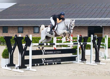 Other Breeds, Gelding, 7 years, 14.2 hh, Grey