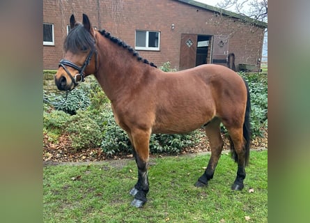 Other Breeds, Gelding, 7 years, 14,1 hh, Brown