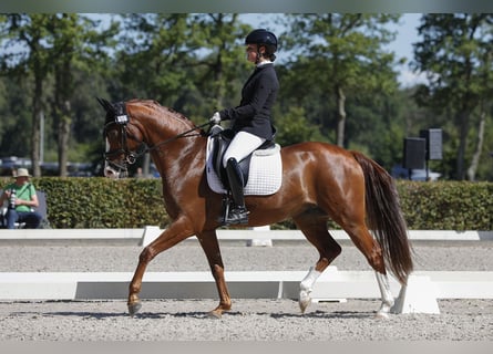 Other Breeds, Gelding, 7 years, 15.1 hh