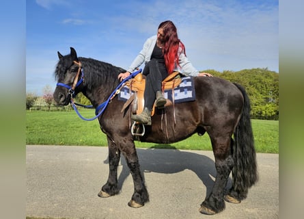 Other Breeds, Gelding, 7 years, 15.2 hh, Black