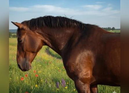 Other Breeds Mix, Gelding, 7 years, 15,2 hh, Bay