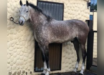 Sonstige Rassen Mix, Wallach, 7 Jahre, 16,1 hh, Schimmel