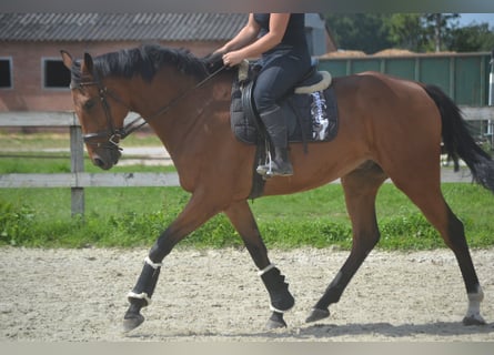 Other Breeds, Gelding, 7 years, 16,1 hh, Brown