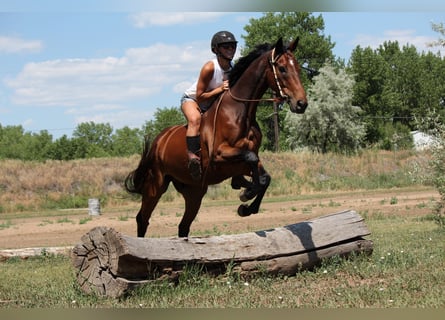 Other Breeds, Gelding, 7 years, 16,2 hh, Bay