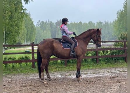 Other Breeds, Gelding, 7 years, 17,1 hh, Chestnut