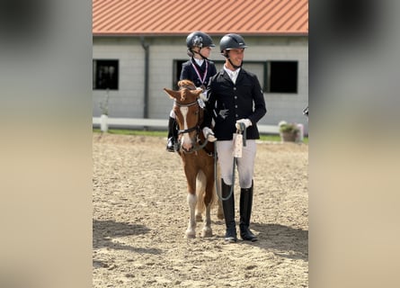 Other Breeds Mix, Gelding, 8 years, 12.1 hh, Pinto