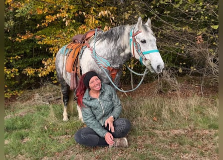 Other Breeds, Gelding, 8 years, 13.3 hh, Grey-Dapple