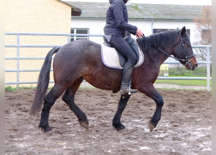 Other Breeds, Gelding, 8 years, 14,2 hh, Roan-Red